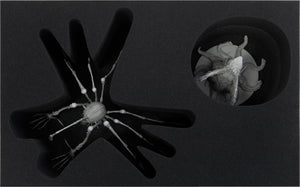 Feldherr Schaumstoff-Set für KDM Wave 2: Spidicules, Sunstalker und drei kleine Minis